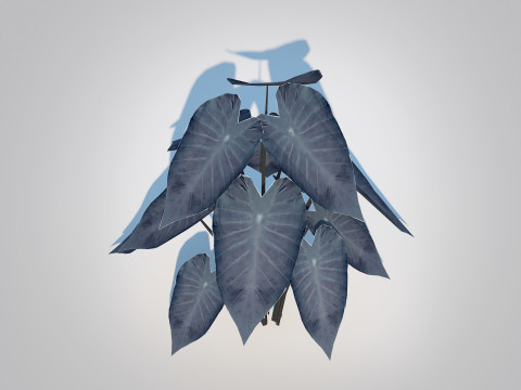 Colocasia esculenta -Black Taro 3D Model