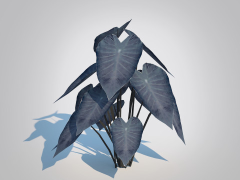 Colocasia esculenta -Black Taro 3D Model