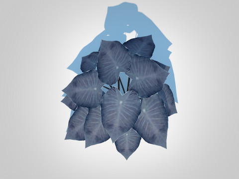 Colocasia esculenta -Black Taro 3D Model
