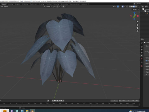 Colocasia esculenta -Black Taro 3D Model