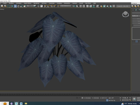 Colocasia esculenta -Black Taro 3D Model