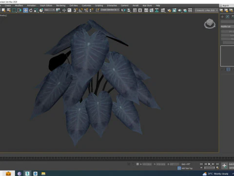 Colocasia esculenta -Black Taro 3D Model