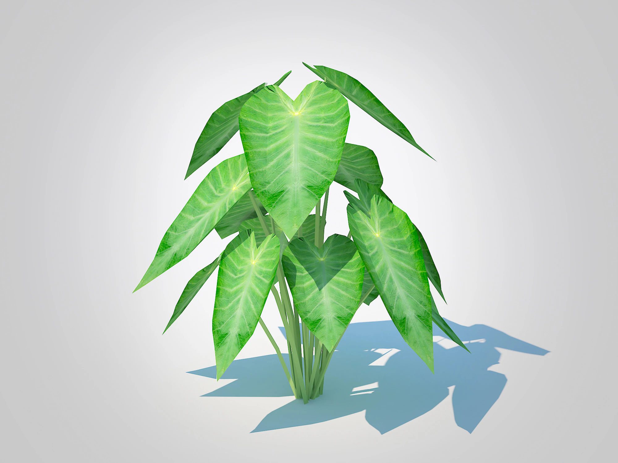 Colocasia esculenta -Green Taro 3D Model .c4d .max .obj .3ds .fbx .stl .blend 