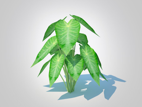 Colocasia esculenta -Green Taro Modelo 3D