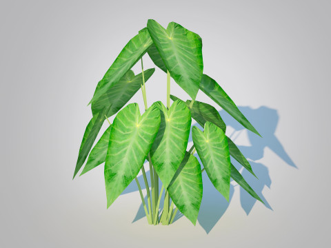 Colocasia esculenta -Green Taro 3D Model