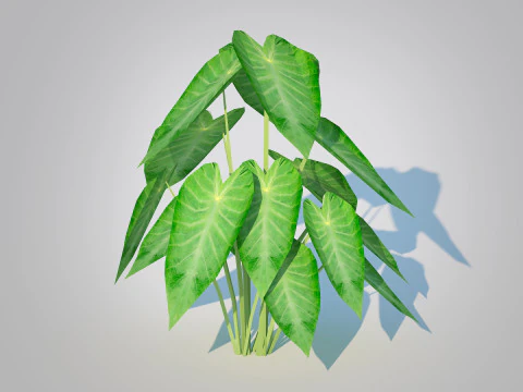 Colocasia esculenta -Green Taro 3D Model