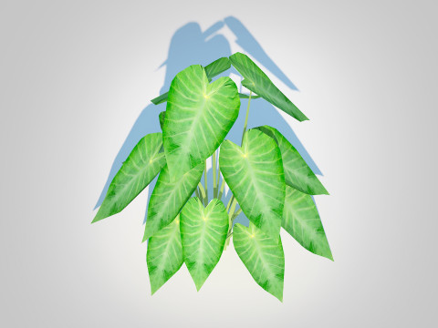 Colocasia esculenta -Green Taro 3D Model