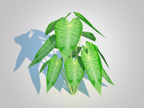 Colocasia esculenta -Green Taro 3D Model