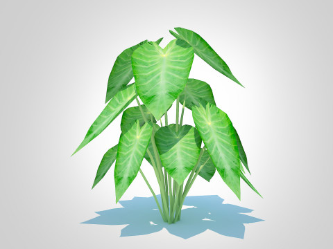 Colocasia esculenta -Green Taro 3D Model