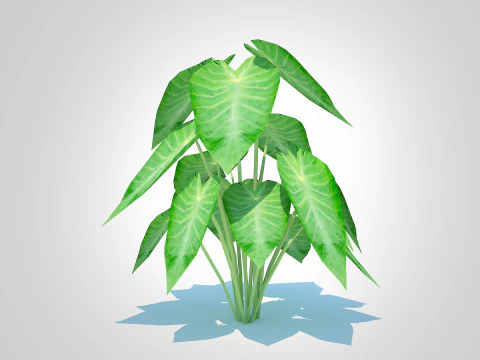 Colocasia esculenta -Green Taro 3D Model