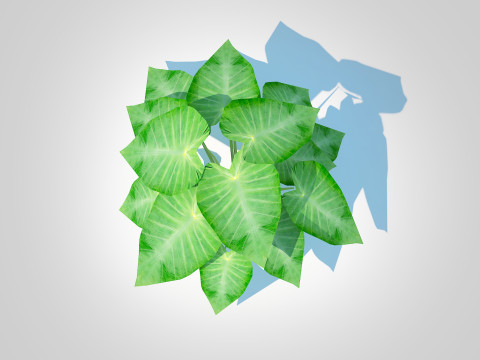Colocasia esculenta -Green Taro 3D Model