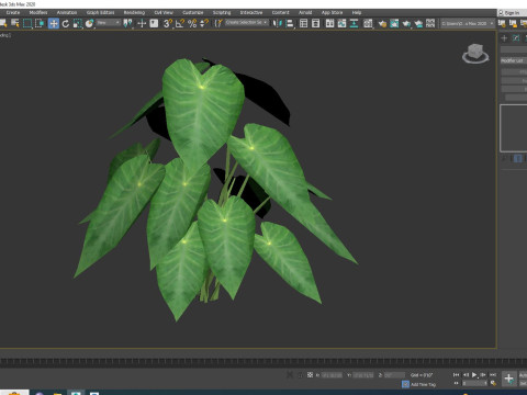 Colocasia esculenta -Green Taro 3D Model