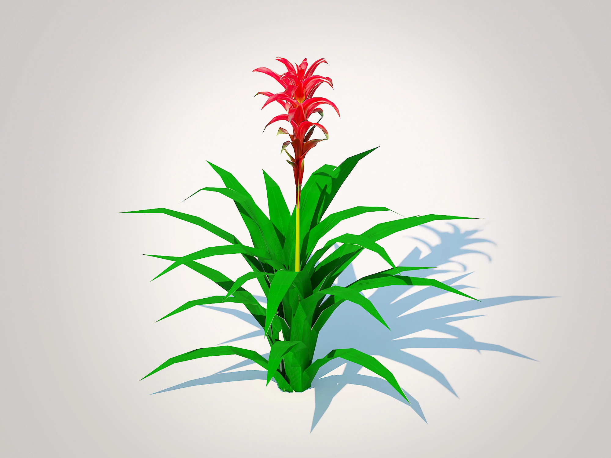 Guzmania - Bromeliad 3D Model .c4d .max .obj .3ds .fbx .stl .blend 