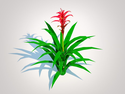 Guzmania - Bromeliad Modelo 3D