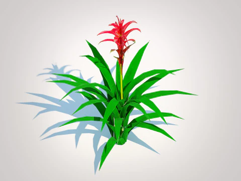 Guzmania - Bromeliad 3D Model