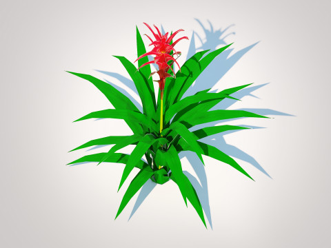 Guzmania - Bromeliad Modelo 3D