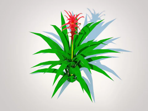 Guzmania - Bromeliad 3D Model