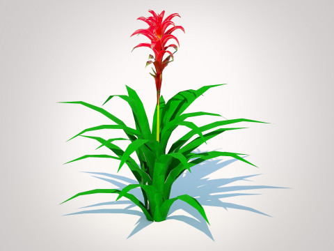 Guzmania - Bromeliad Modelo 3D