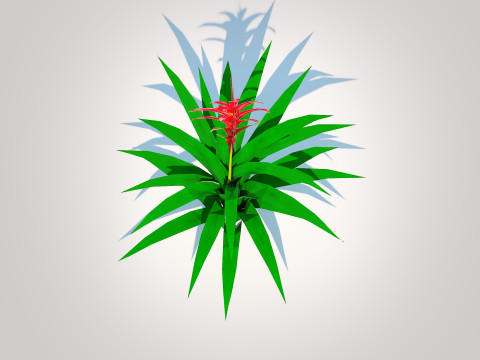 Guzmania - Bromeliad Modelo 3D