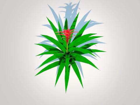Guzmania - Bromeliad 3D Model