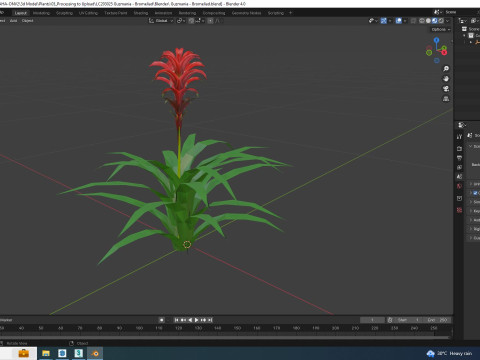 Guzmania - Bromeliad Modelo 3D
