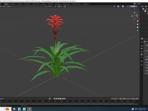 Guzmania - Bromeliad 3D Model