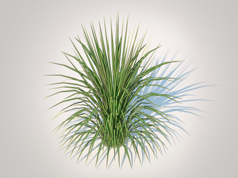 Carex morrowii-sedge 3D Model