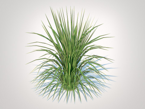 Carex morrowii-sedge 3D Model