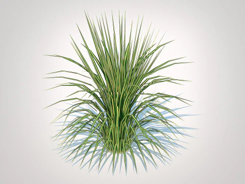 Carex morrowii-sedge 3D Model
