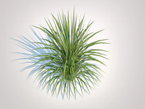 Carex morrowii-sedge 3D Model