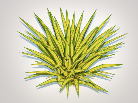 Carex siderosticha Banana Boat Modelo 3D