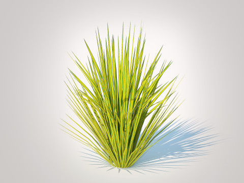 Carex elata - Bowles Golden Sedge 3D 모델