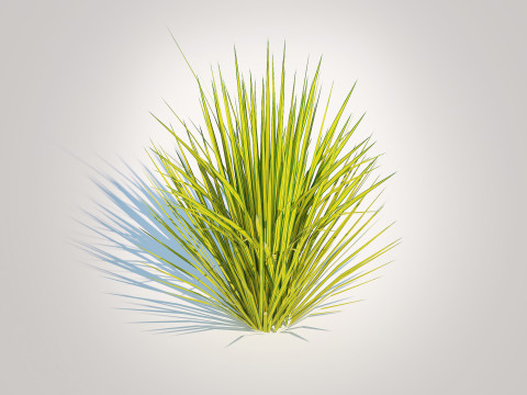 Carex elata - Bowles Golden Sedge 3D 模型