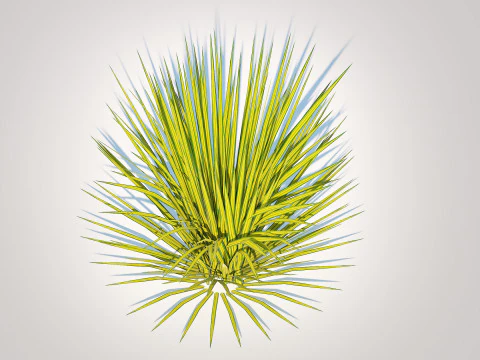 Carex elata - Bowles Golden Sedge 3D Model