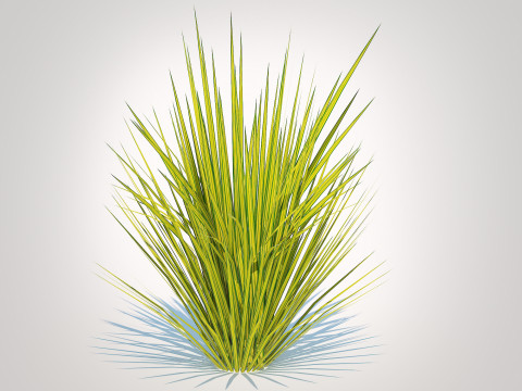 Carex elata - Bowles Golden Sedge 3D 模型