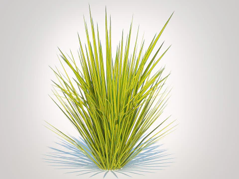 Carex elata - Bowles Golden Sedge 3D Model