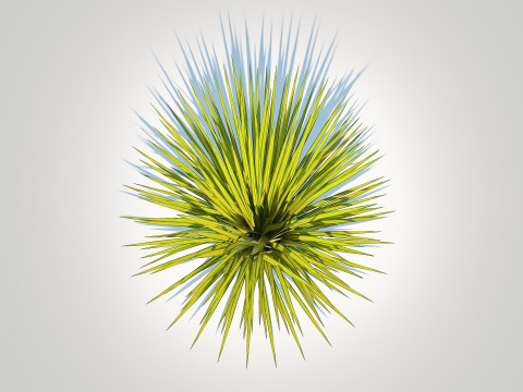 Carex elata - Bowles Golden Sedge 3D 模型