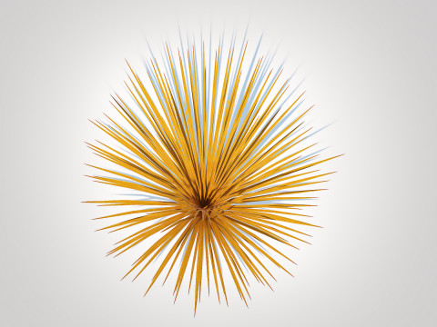 Carex buchananii - Leatherleaf Sedge Modello 3D