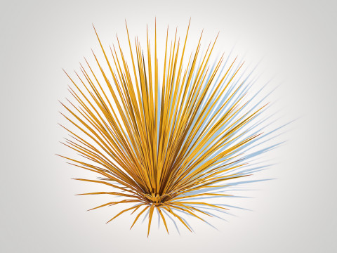 Carex buchananii - Leatherleaf Sedge Modello 3D