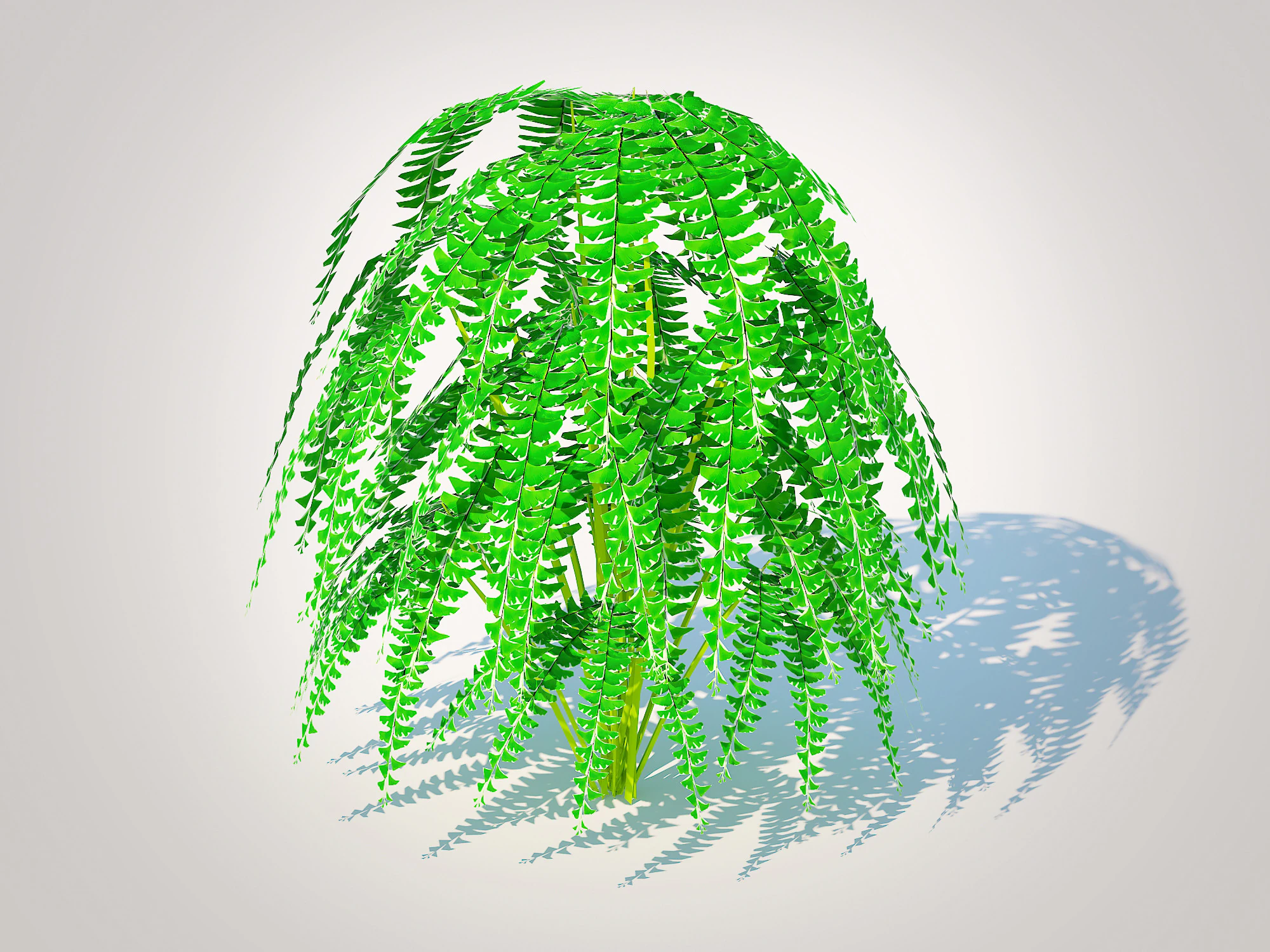 Adiantum pedatum - Maidenhair Fern 3D Model .c4d .max .obj .3ds .fbx .stl .blend 