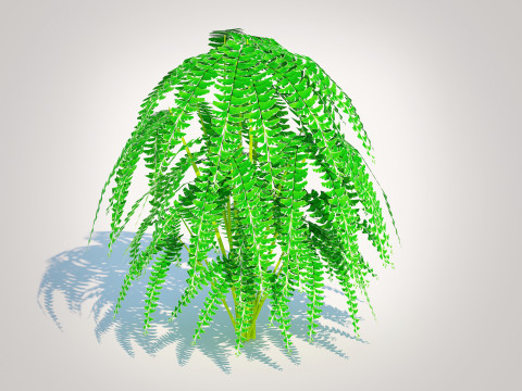 Adiantum pedatum - Maidenhair Fern 3Dモデル