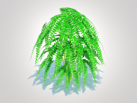 Adiantum pedatum - Maidenhair Fern 3Dモデル