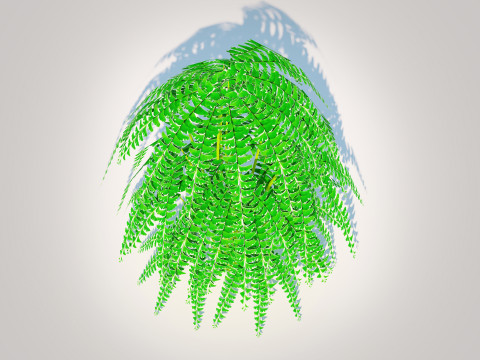 Adiantum pedatum - Maidenhair Fern 3Dモデル