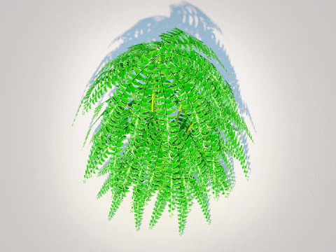 Adiantum pedatum - Maidenhair Fern 3D Model