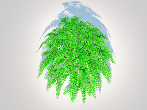 Adiantum pedatum - Maidenhair Fern 3Dモデル