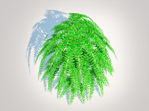 Adiantum pedatum - Maidenhair Fern 3Dモデル