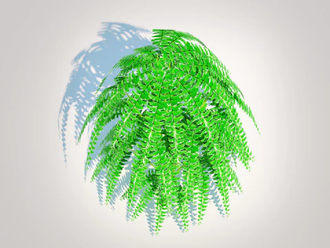 Adiantum pedatum - Maidenhair Fern 3D Model