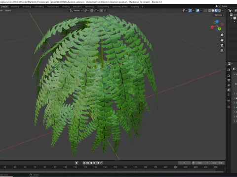 Adiantum pedatum - Maidenhair Fern 3D Model