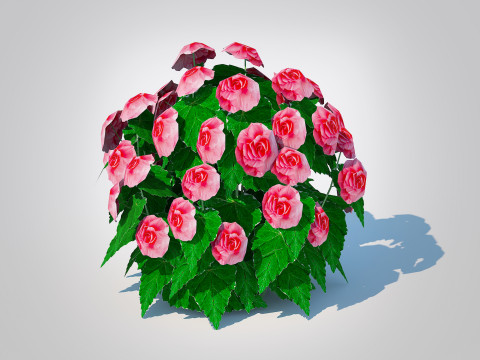 Begonia -Pink 3D Model