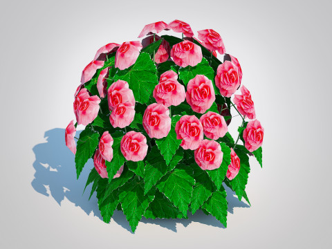 Begonia -Pink 3D 模型